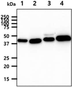 Chitinase 3-like 2 Mouse anti-Human, Clone: 2B5, Novus Biologicals 50 &mu;L | Buy Online | Novus Biologicals | Fisher Scientific